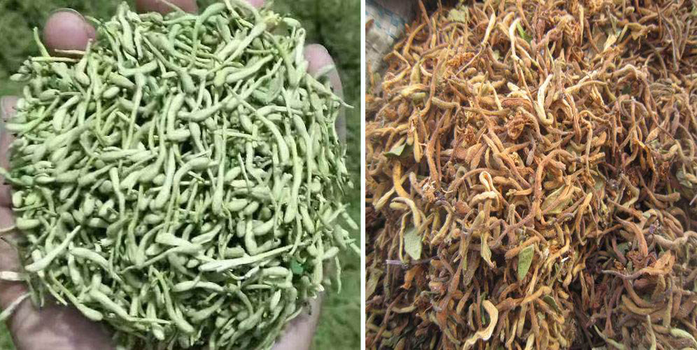 烘干金銀花畝產(chǎn)利潤(rùn)多少？專業(yè)廠家詳解真實(shí)利潤(rùn)