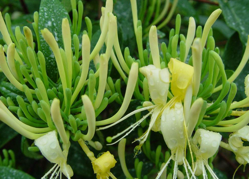 怎么避免金銀花烘干發(fā)黑？烘干廠家教你五招「不發(fā)黑」