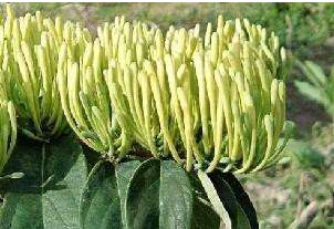 金銀花烘干好還是曬干好？烘干廠家告訴你「誰占優(yōu)」