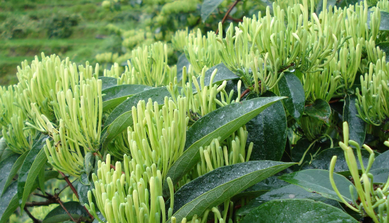 金銀花烘干時(shí)間和溫度？專家「烘干技術(shù)」大揭曉