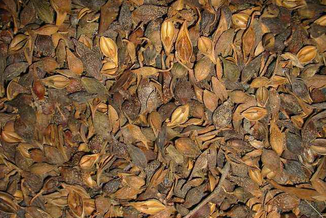 熱泵烘干連翹所需要的溫度是多少呢？專業(yè)「烘干廠家」告訴你