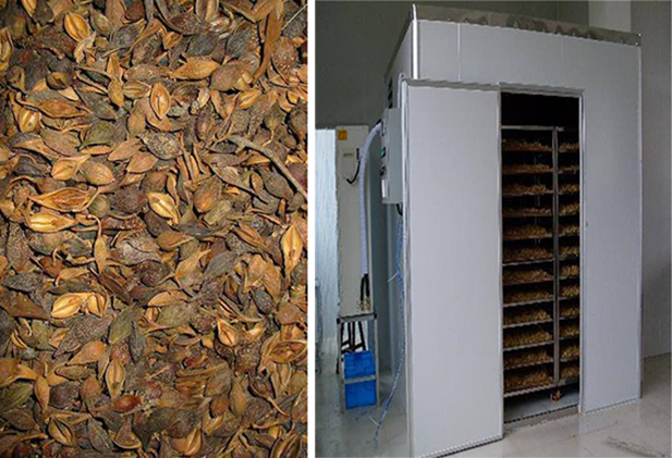 連翹熱泵烘干工藝揭秘，烘干廠家「工藝分享」