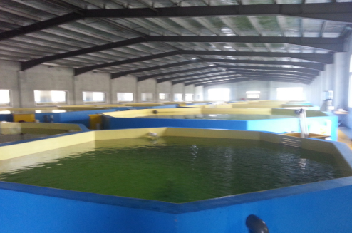 福建霞浦縣欽龍水產養(yǎng)殖有限公司恒溫養(yǎng)殖項目